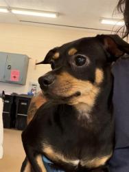 Shelter Stray Female Dog last seen E PLAZA BLVD & HIGHLAND AVE, 130 Beyer Way, Chula Vista, CA 91911, USA