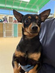 Shelter Stray Male Dog last seen E PLAZA BLVD & HIGHLAND AVE, 130 Beyer Way, Chula Vista, CA 91911, USA