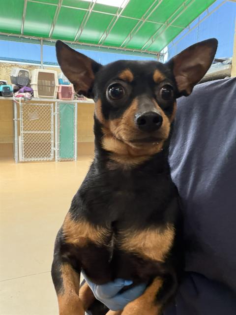 Shelter Stray Male Dog last seen E PLAZA BLVD & HIGHLAND AVE, 130 Beyer Way, Chula Vista, CA 91911, USA