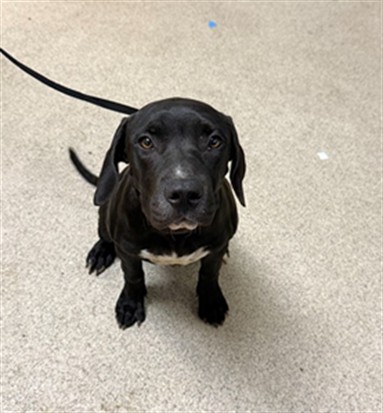 Shelter Stray Female Dog last seen Near BLOCK MILLBROOK AVE, RIVERSIDE CA, 6851 Van Buren Boulevard, Jurupa Valley, CA 92509, USA