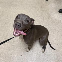 Shelter Stray Female Dog last seen Near BLOCK VAN BUREN BLVD, JURUPA VALLEY CA 92509, 6851 Van Buren Boulevard, Jurupa Valley, CA 92509, USA
