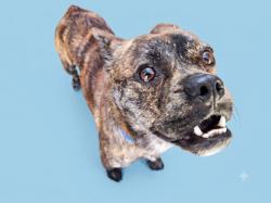 Shelter Stray Male Dog last seen , 1850 W 60th St, Los Angeles, CA 90047, USA