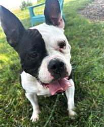 Shelter Stray Female Dog last seen CHARLOTTE, 8315 Byrum Dr, Charlotte, NC 28217, USA