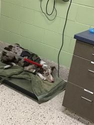 Shelter Stray Male Dog last seen Near BLOCK DAHLIA ST, 12155 Park Blvd, Brighton, CO 80601, USA