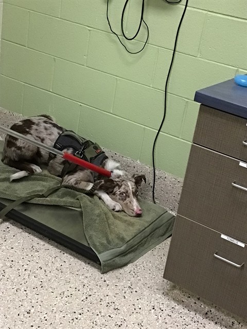 Shelter Stray Male Dog last seen Near BLOCK DAHLIA ST, 12155 Park Blvd, Brighton, CO 80601, USA