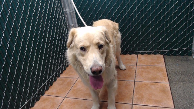 Shelter Stray Male Dog last seen , 11258 Garfield Ave, Downey, CA 90242, USA
