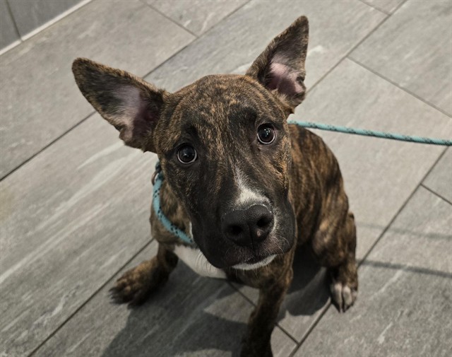 Shelter Stray Male Dog last seen Near BLOCK N MEMPHIS ST, DENVER CO 80239, 2080 S Quebec St, Denver, CO 80231, USA