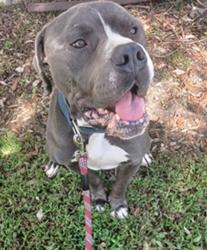Shelter Stray Male Dog last seen Near BLOCK INDIANA AV, FORT LAUDERDALE FL 33312, 2400 SW 42nd St, Fort Lauderdale, FL 33312, USA