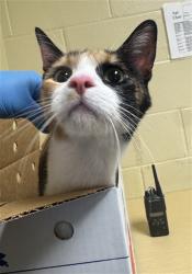 Shelter Stray Female Cat last seen CALVINE RD & CENTER PKWY, 2127 Front St, Sacramento, CA 95818, USA