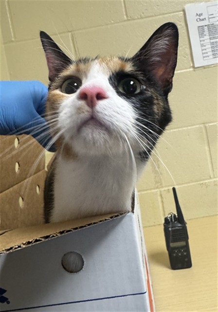 Shelter Stray Female Cat last seen CALVINE RD & CENTER PKWY, 2127 Front St, Sacramento, CA 95818, USA