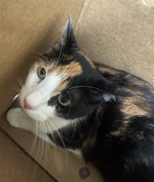 Shelter Stray Female Cat last seen CALVINE & CENTER PKWY, 2127 Front St, Sacramento, CA 95818, USA