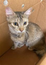 Shelter Stray Female Cat last seen ROBINRIDGE WAY & COTTONTAIL WAY, 2127 Front St, Sacramento, CA 95818, USA