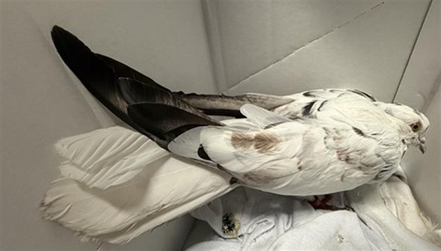 Shelter Stray Unknown Bird last seen 7TH ST & I ST, 2127 Front St, Sacramento, CA 95818, USA