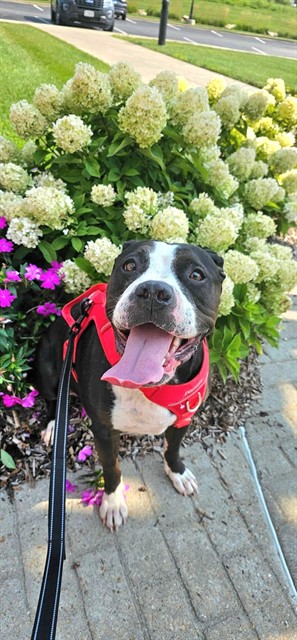 Shelter Stray Female Dog last seen OFALLON, 4850 Mid Rivers Mall Dr, St Peters, MO 63376, USA