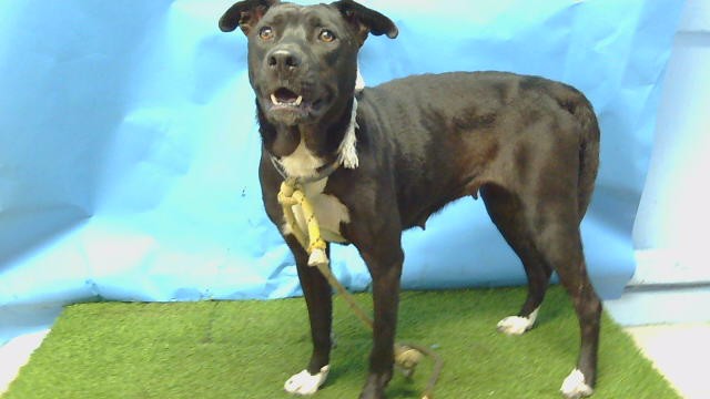 Shelter Stray Female Dog last seen , 216 W Victoria St, Gardena, CA 90248, USA