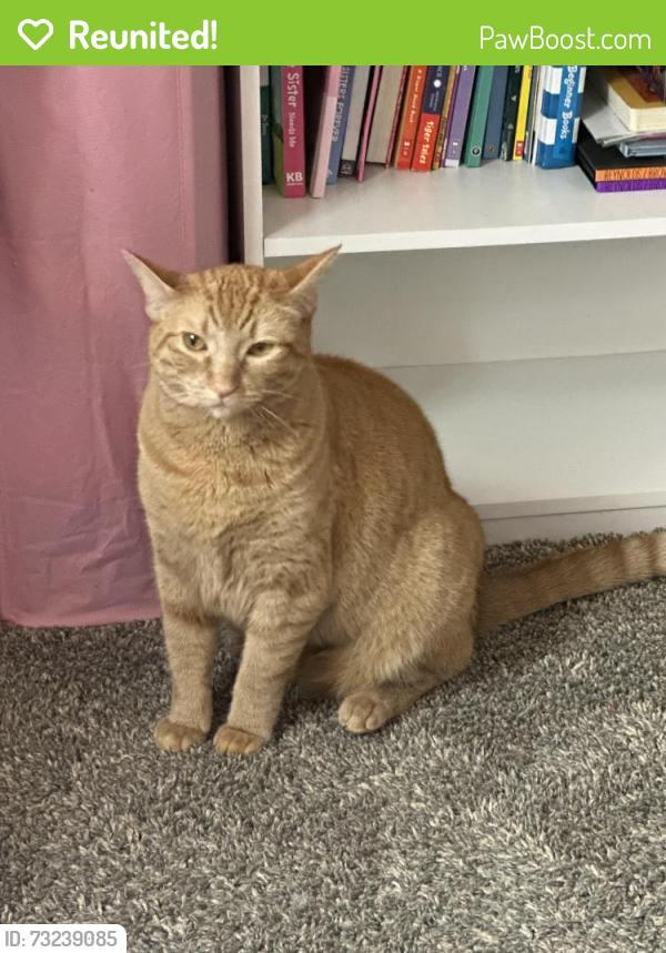 Reunited Female Cat last seen 1st and Summerhill dr, Sun Valley, NV 89433