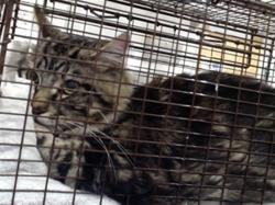 Shelter Stray Male Cat last seen Near BLK OF JONES, 1419 Bryant St, San Francisco, CA 94103, USA
