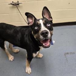 Shelter Stray Male Dog last seen Near BLOCK CHERRY CREEK DR, GLENDALE CO 80246, 1241 W Bayaud Ave, Denver, CO 80223, USA