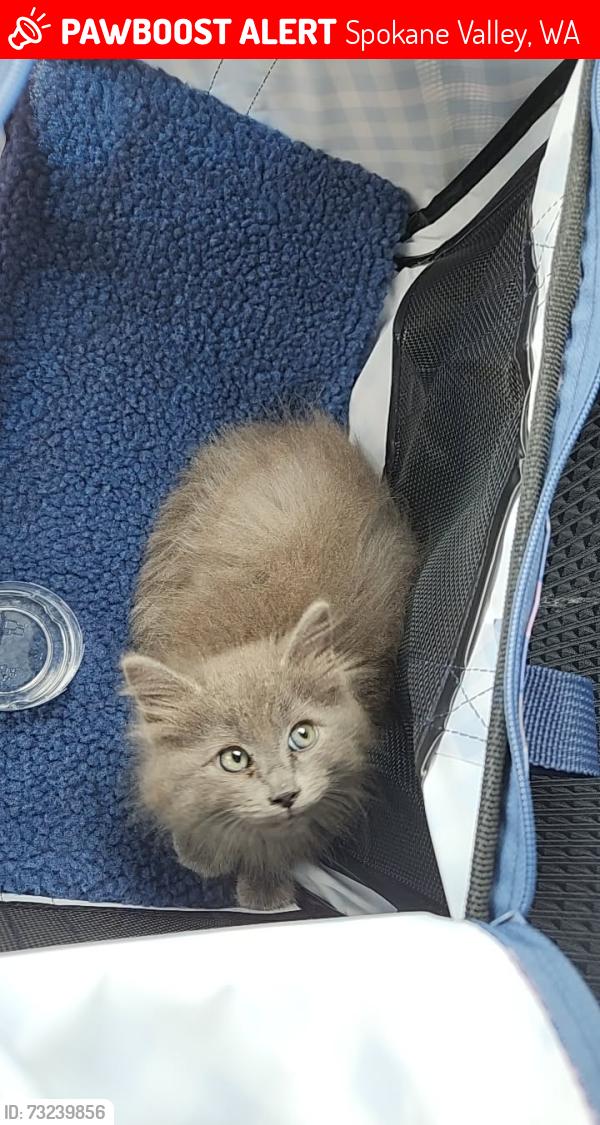 Lost Female Cat last seen Terrace View Park, Spokane Valley, WA 99216