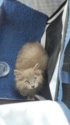 Lost Female Cat last seen Terrace View Park, Spokane Valley, WA 99216