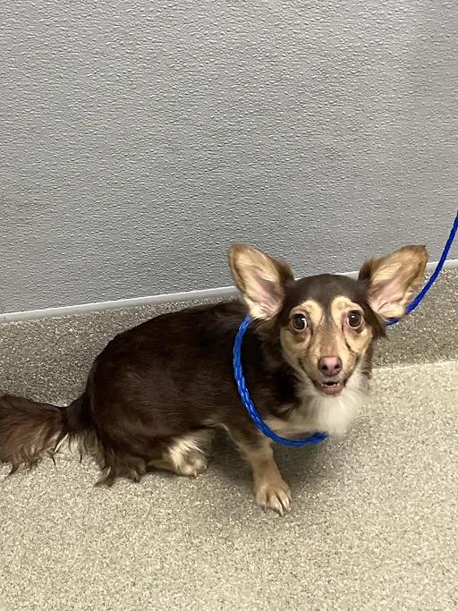 Shelter Stray Female Dog last seen Near BLOCK NEEDLES HWY, LAUGHLIN NV 89029, 655 N Mojave Rd, Las Vegas, NV 89101, USA