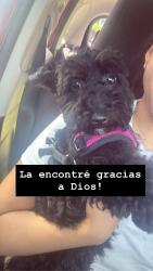 Reunited Female Dog last seen Chipotle, Farmingdale, NY 11735