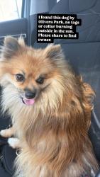 Found/Stray Male Dog last seen Oliveira park, Brownsville, TX 78520
