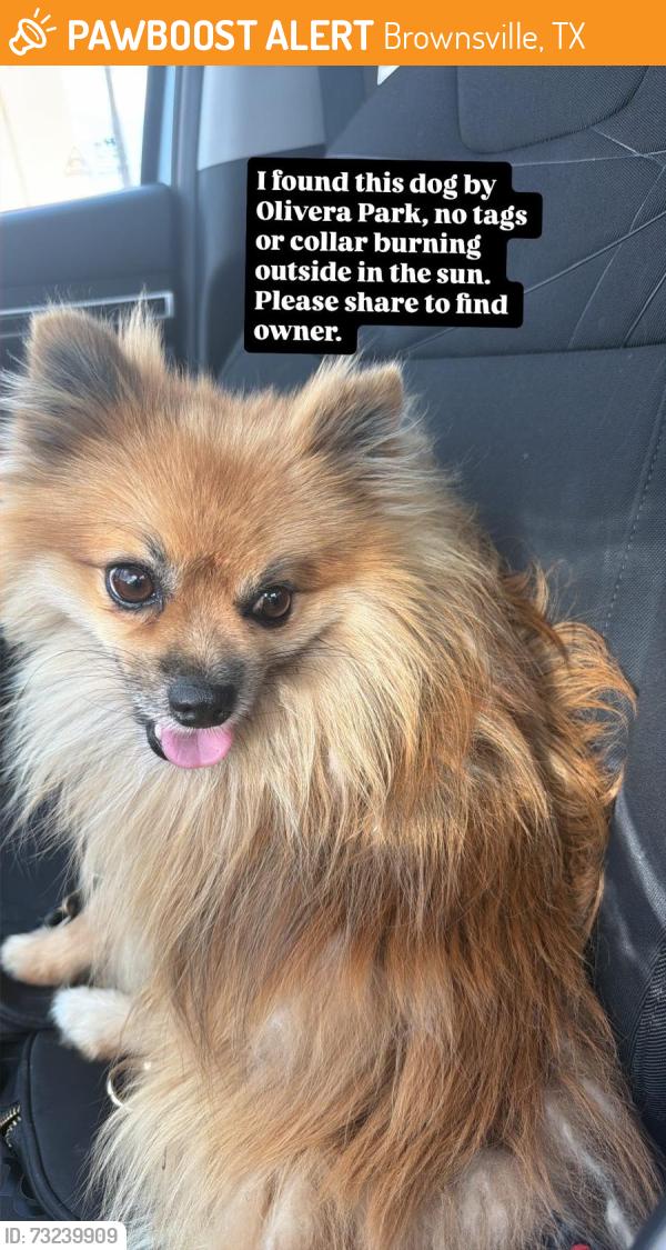 Found/Stray Male Dog last seen Oliveira park, Brownsville, TX 78520