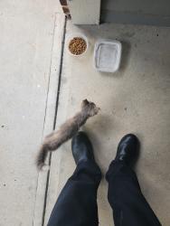 Found/Stray Unknown Cat last seen Berkeley Lake RD NW, Duluth, GA 30096