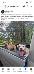 Found/Stray Female Dog last seen Friarsgate, Irmo, SC 29063