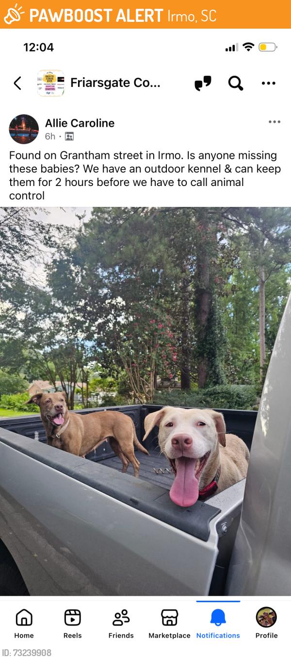 Found/Stray Female Dog last seen Friarsgate, Irmo, SC 29063