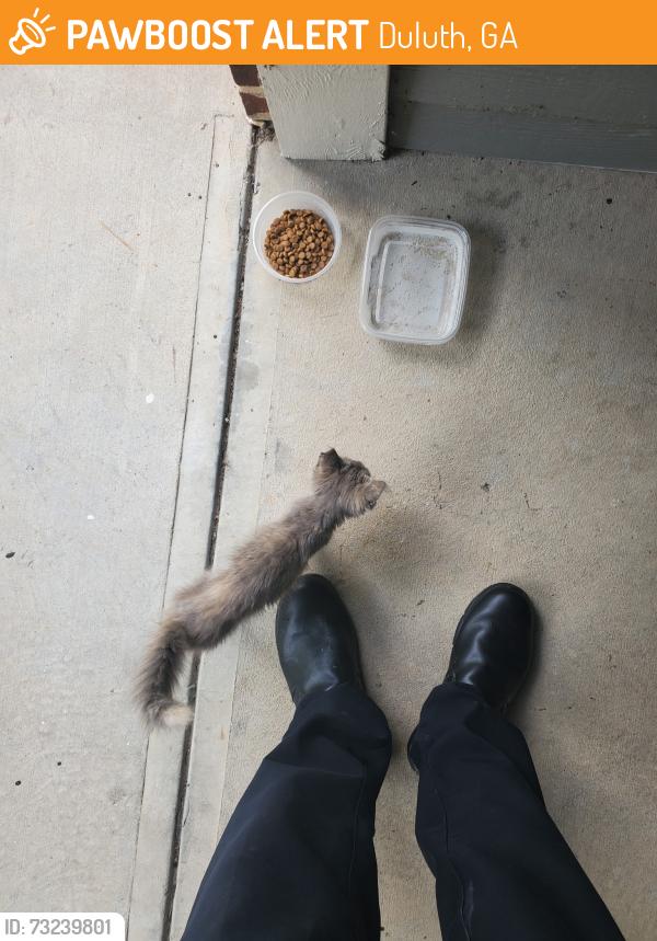 Found/Stray Unknown Cat last seen Berkeley Lake RD NW, Duluth, GA 30096