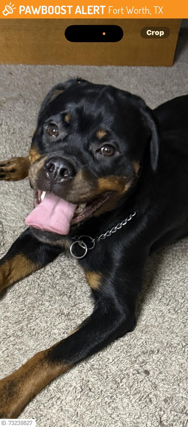 Found/Stray Female Dog last seen Meadowood Village Dr and Eastchase, Fort Worth, TX 76120