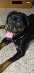 Found/Stray Female Dog last seen Meadowood Village Dr and Eastchase, Fort Worth, TX 76120