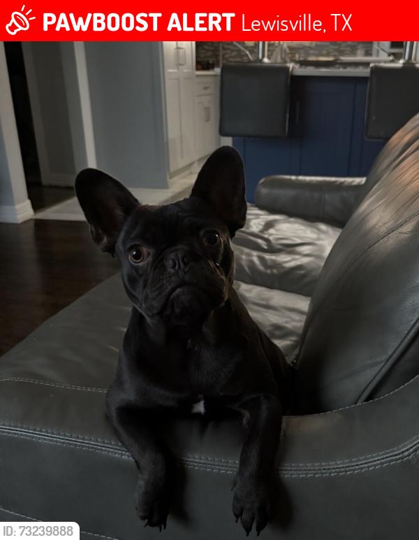 Lost Female Dog last seen Near Edwards Lewisville tx, Lewisville, TX 75057