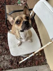 Lost Female Dog last seen Near Gilbert Ave St, Lehigh Acres, FL 33973