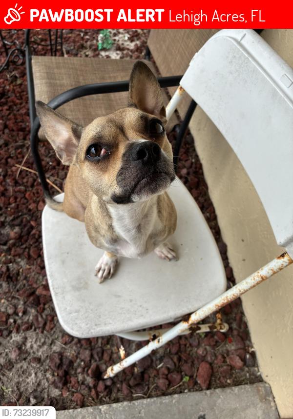 Lost Female Dog last seen Near Gilbert Ave St, Lehigh Acres, FL 33973