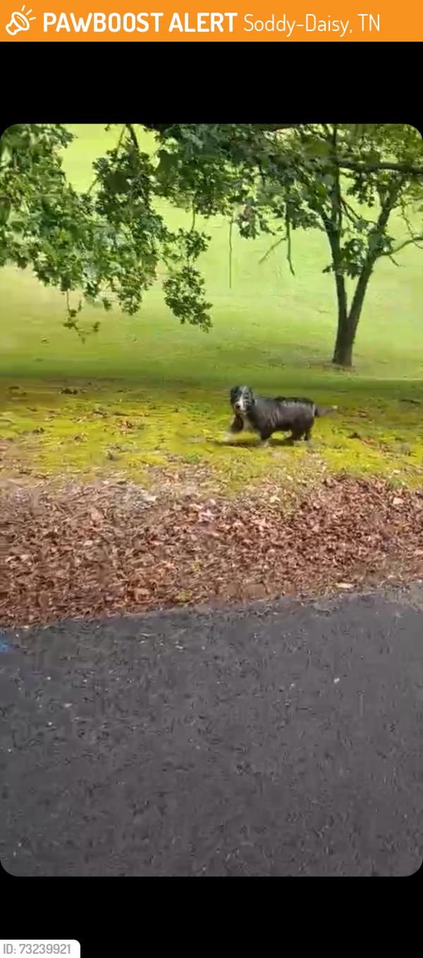 Found/Stray Unknown Dog last seen Union fork road and Osage Dr Soddy daisy tn 37379, Soddy-Daisy, TN 37379