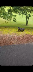 Found/Stray Unknown Dog last seen Union fork road and Osage Dr Soddy daisy tn 37379, Soddy-Daisy, TN 37379