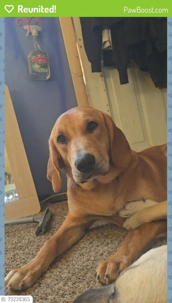 Reunited Female Dog last seen Pacific drive & twilight, near West River electric association, Rapid City, SD 57703