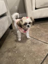 Reunited Female Dog last seen Harvest park drive, Elk Grove, CA 95757