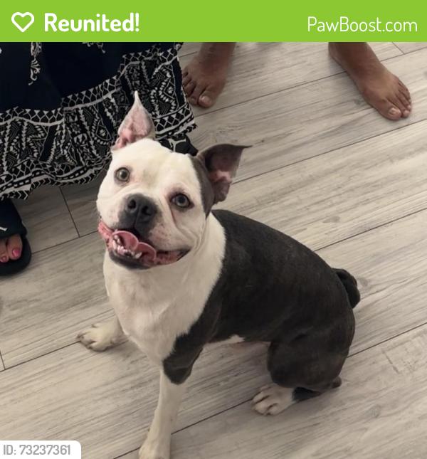 Reunited Male Dog last seen Consul ace and Ontario, Corona, CA 92881