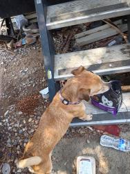 Found/Stray Male Dog last seen Pima/Swan, Pima County, AZ 85712