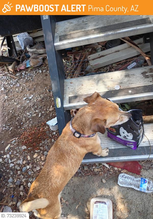 Found/Stray Male Dog last seen Pima/Swan, Pima County, AZ 85712