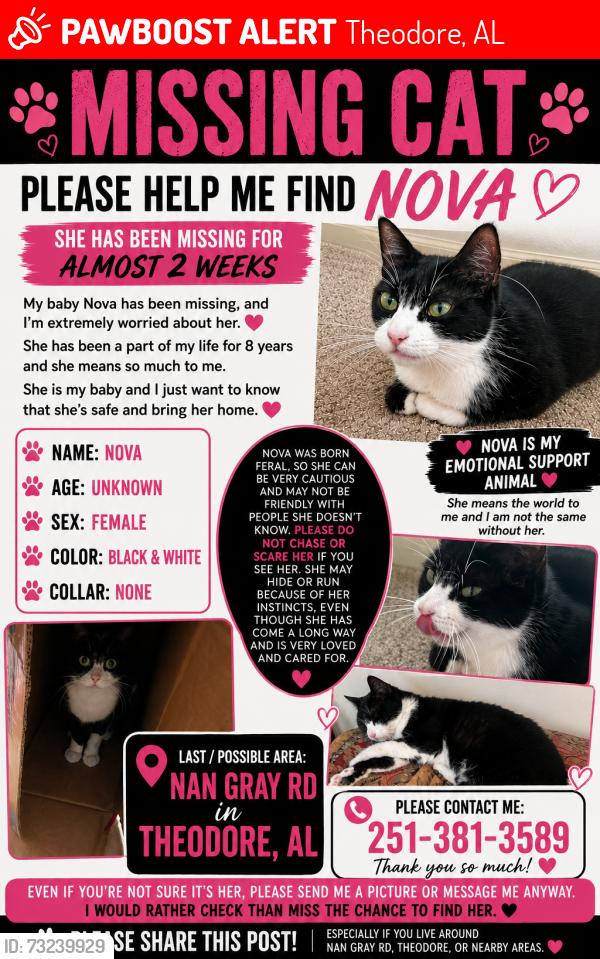 Lost Female Cat last seen Nan gray rd, Theodore, AL 36582