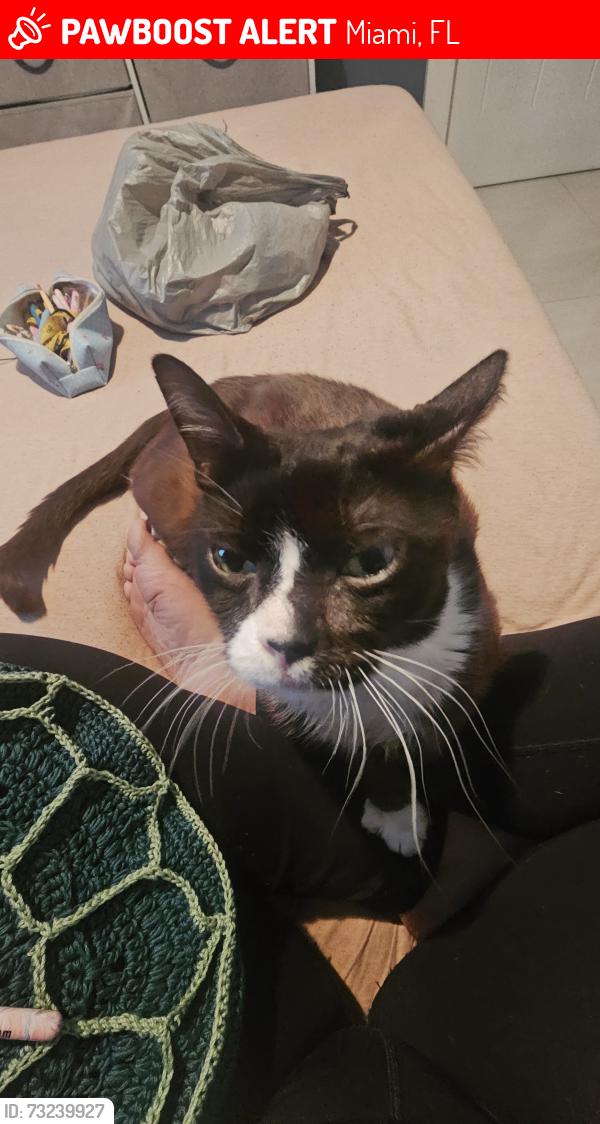 Lost Male Cat last seen Near the Crossings, Miami, FL 33186