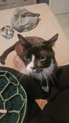 Lost Male Cat last seen Near the Crossings, Miami, FL 33186