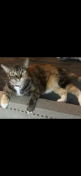 Lost Female Cat last seen Cherryview and Almaden expressway, San Jose, CA 95118