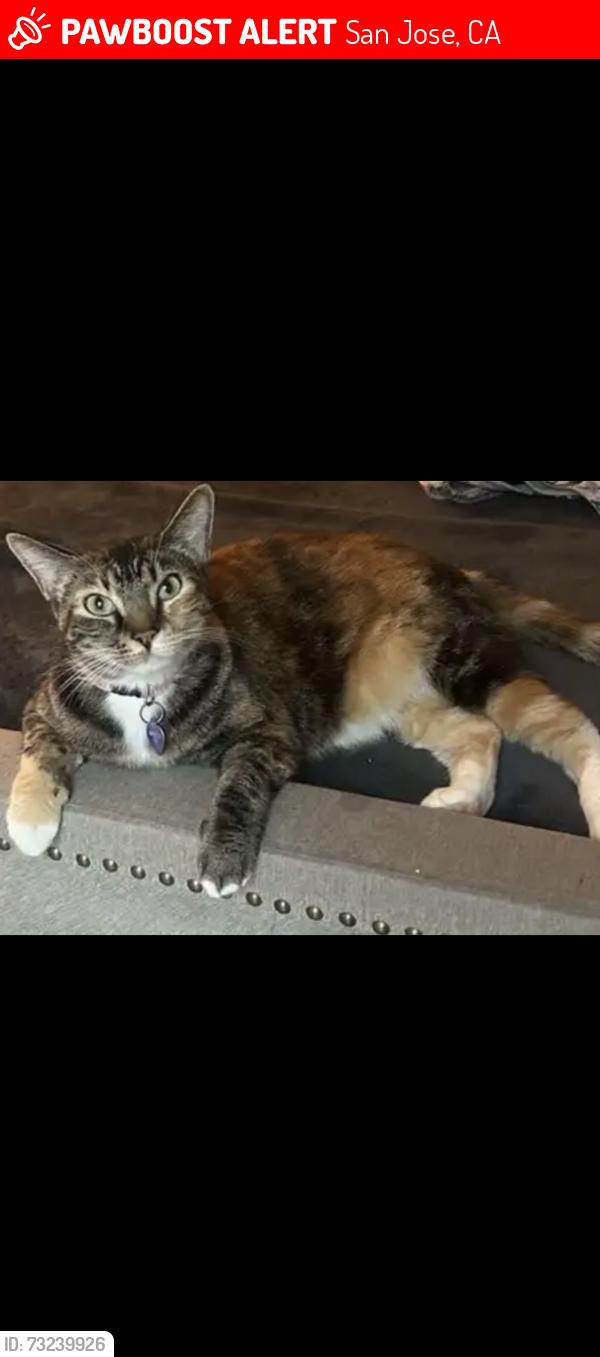 Lost Female Cat last seen Cherryview and Almaden expressway, San Jose, CA 95118
