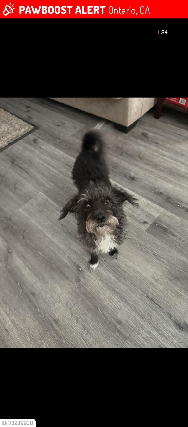 Lost Female Dog last seen 6th st and N San Antonio ave Ontario, Ontario, CA 91762